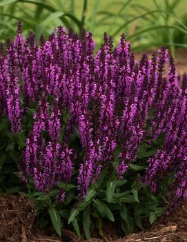 Salvia nemorosa 'Bumbleberry' (PPAF)