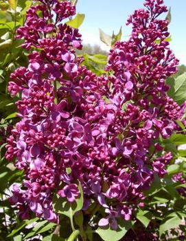 Syringa x vulgaris 'Monge'