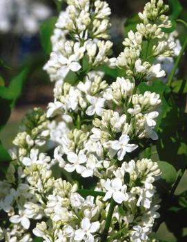 Syringa x hyacinthiflora 'Mount Baker'