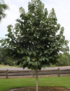 Tilia americana 'Continental Appeal'