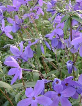 Phlox stolonifera 'Sherwood Purple'