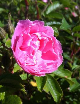 Rosa 'Pink Grootendorst'