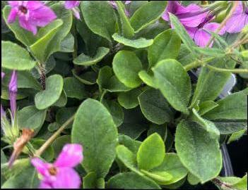 Phlox stolonifera 'Pink Ridge'