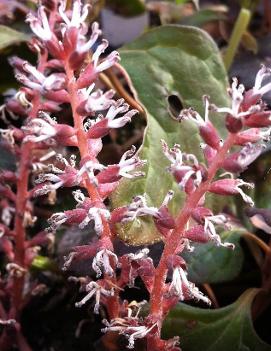 Pachysandra procumbens