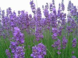 Lavandula intermedia 'Provence'