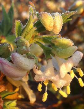 Lonicera fragrantissima