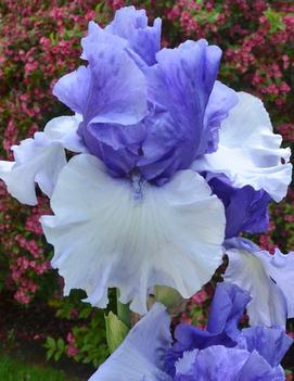 Iris germanica 'Crowned Heads'