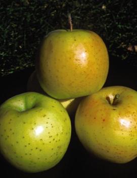 Apple 'Honeygold'