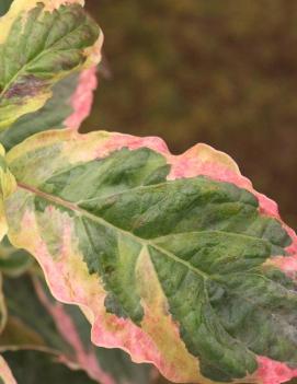 Cornus florida Cherokee Daybreak® ('Daybreak') (PP6320)