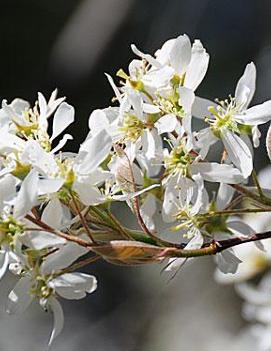 Amelanchier x grandiflora