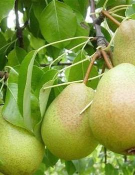 Pear 'Luscious'