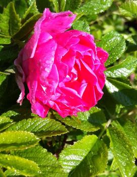 Rosa 'Jens Munk' (COPF)