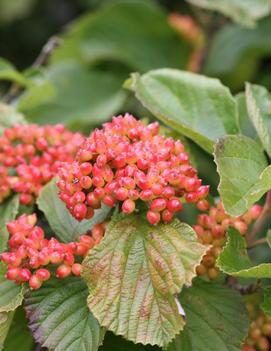 Viburnum dilatatum Tandoori Orange® ('SMNVDMDO') (PP29573, CPBRAF)