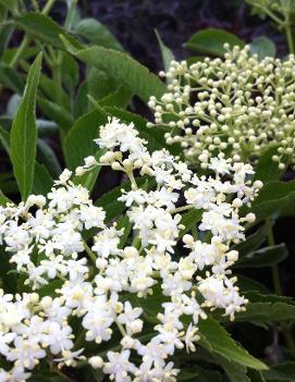 Sambucus canadensis 'Maxima'