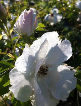 Rosa 'Morden Snowbeauty' (PP11370, COPF)