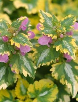 Lamium maculatum 'Anne Greenaway'