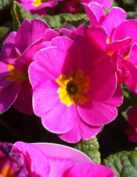 Primula polyantha Pink ('Pacific Giant Mix')