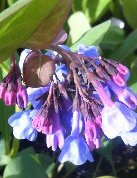 Mertensia virginica