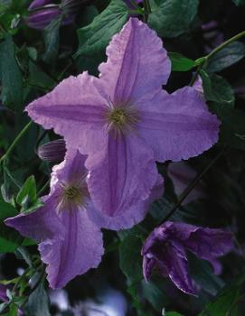 Clematis Blue Angel ('Blekinty Aniol')