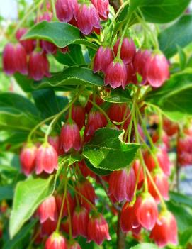 Enkianthus campanulatus 'Showy Lantern'