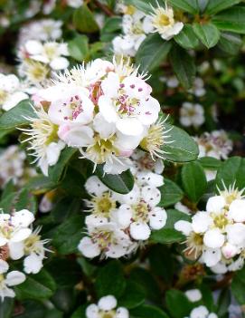 Cotoneaster dammeri 'Coral Beauty'