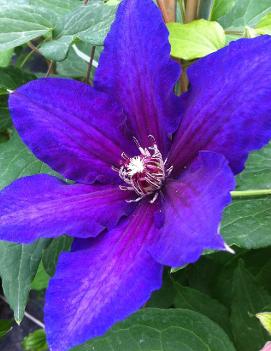 Clematis 'Danielle'