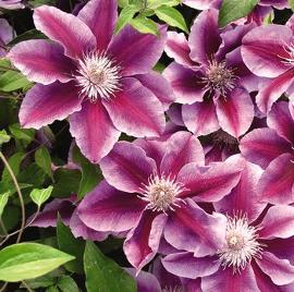 Clematis 'Kilian Donahue'