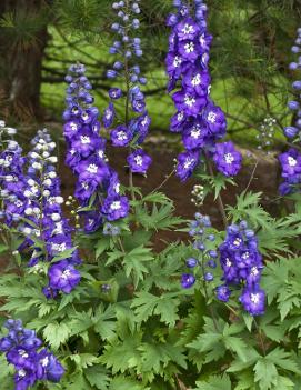 Delphinium elatum 'Purple Passion'