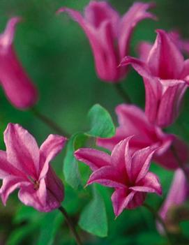 Clematis 'Duchess of Albany'