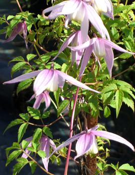 Clematis 'Willy'