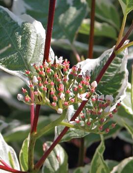 Cornus alba 'Elegantissima'