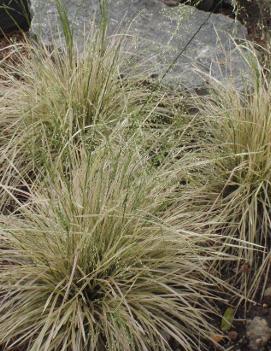 Deschampsia cespitosa 'Northern Lights'