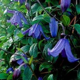 Clematis 'Blue Boy'