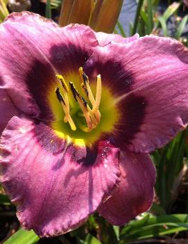 Hemerocallis 'Always Afternoon'