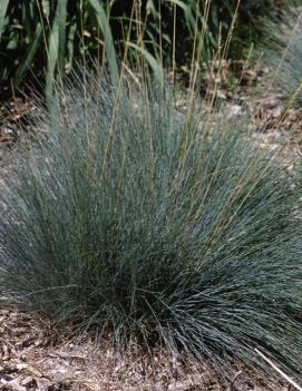 Festuca glauca 'Elijah Blue'