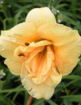 Hemerocallis 'Bubbly'