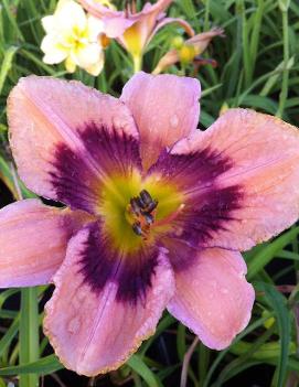 Hemerocallis 'Paper Butterfly'