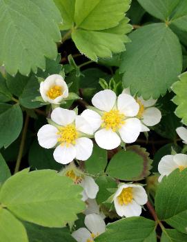 Fragaria virginiana