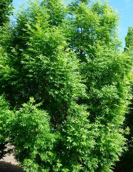 Fraxinus excelsior Golden Desert® ('Aureafolia')