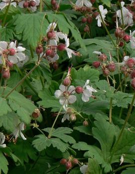 Geranium macrorrhizum 'Spessart' (COPF)