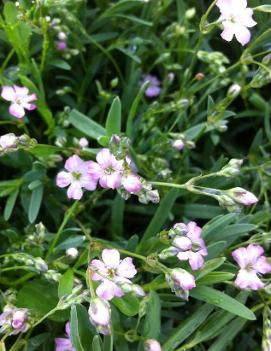 Gypsophila repens 'Rosea'