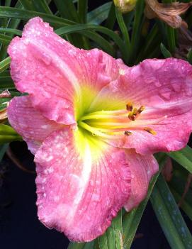 Hemerocallis 'Pink Monday'