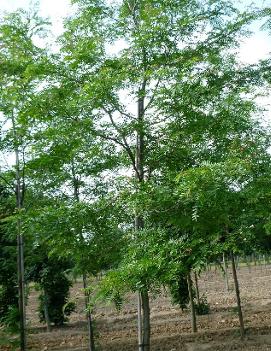 Gleditsia triacanthos var. inermis Halka™ ('Christie') (PP3096)