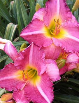 Hemerocallis 'Trade-Last'