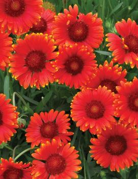 Gaillardia x grandiflora 'Red Sun' (PP2389, COPF)