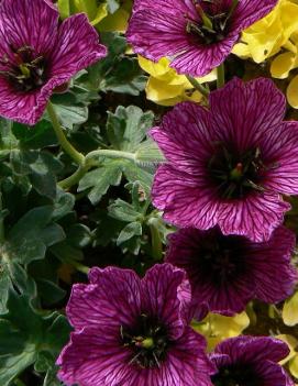 Geranium cinereum Purple Pillow ('Ravpil') (PP12829, CPBR2399)