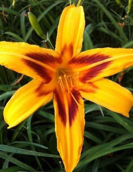 Hemerocallis 'Bonanza'