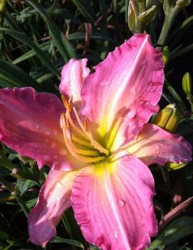 Hemerocallis 'Ultimate Pink'