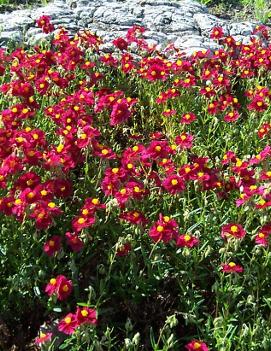 Helianthemum nummularium 'Dazzler'