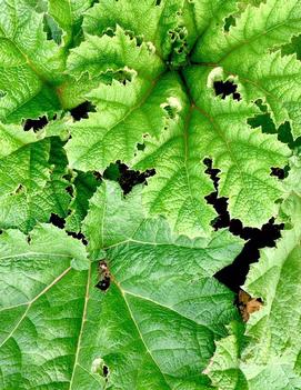 Gunnera manicata